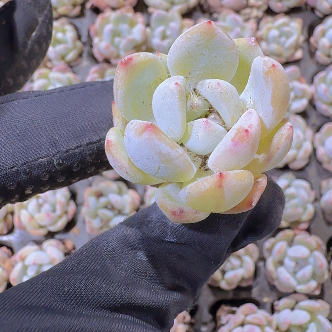 精品粉笔两米三颗