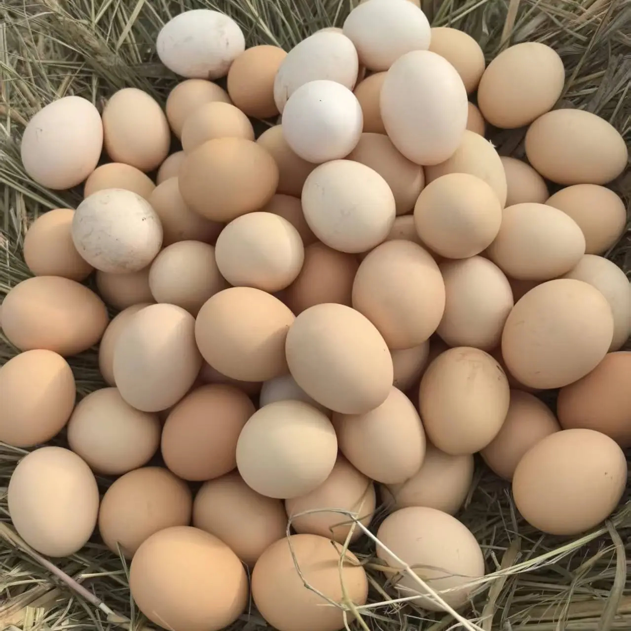 50枚 老芦家散养地道土鸡蛋