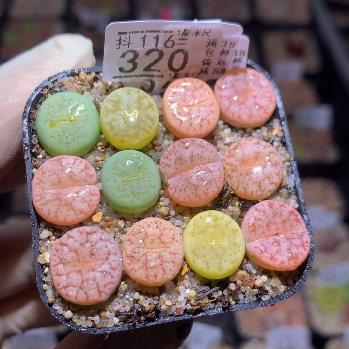 精品生石花116.320