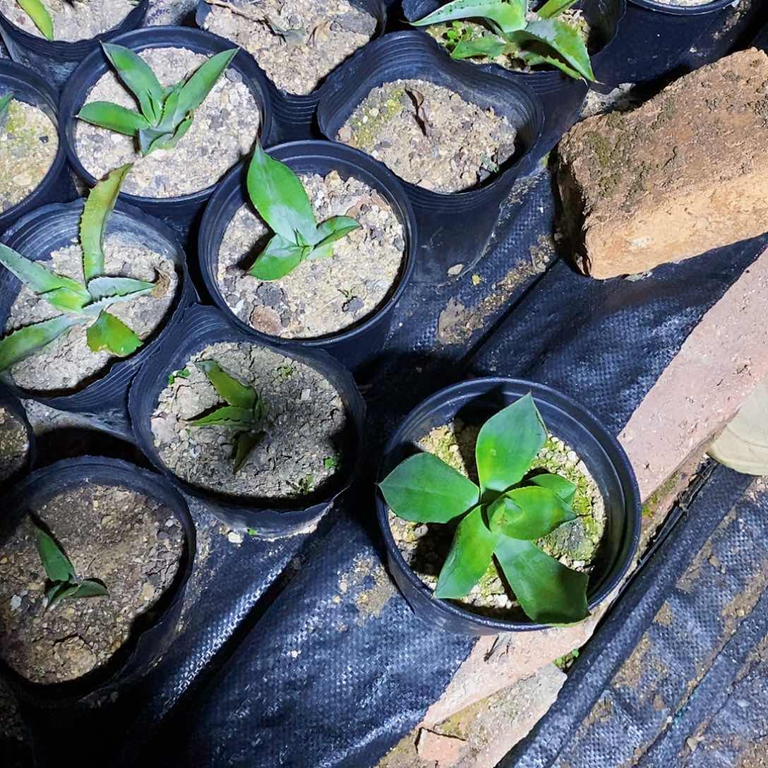 诺娃白狐冠幅10公分以上