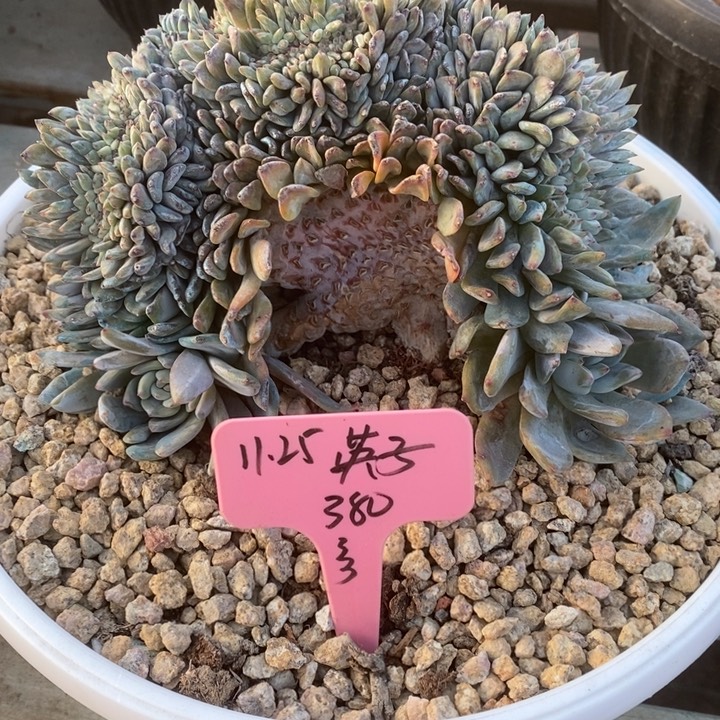 福多多花卉园艺星影