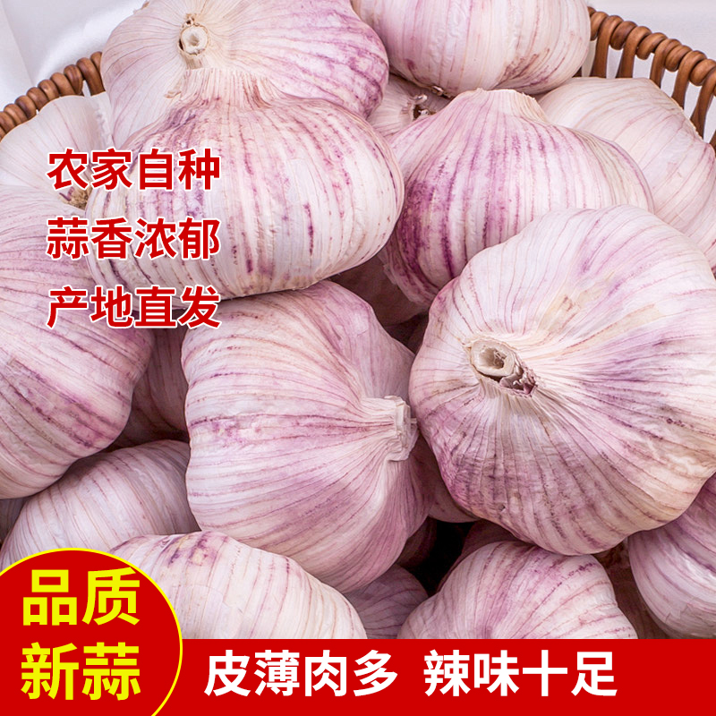 A-新晒紫白皮大蒜农家新鲜现挖辛辣味十足可腌腊八蒜