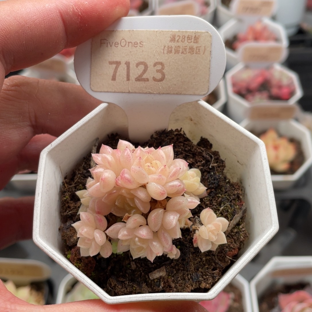 麦秆群7123多肉5厘米