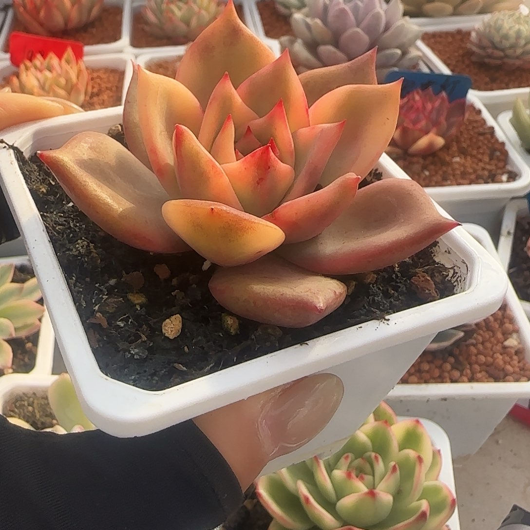 卡梅拉锦多肉植物