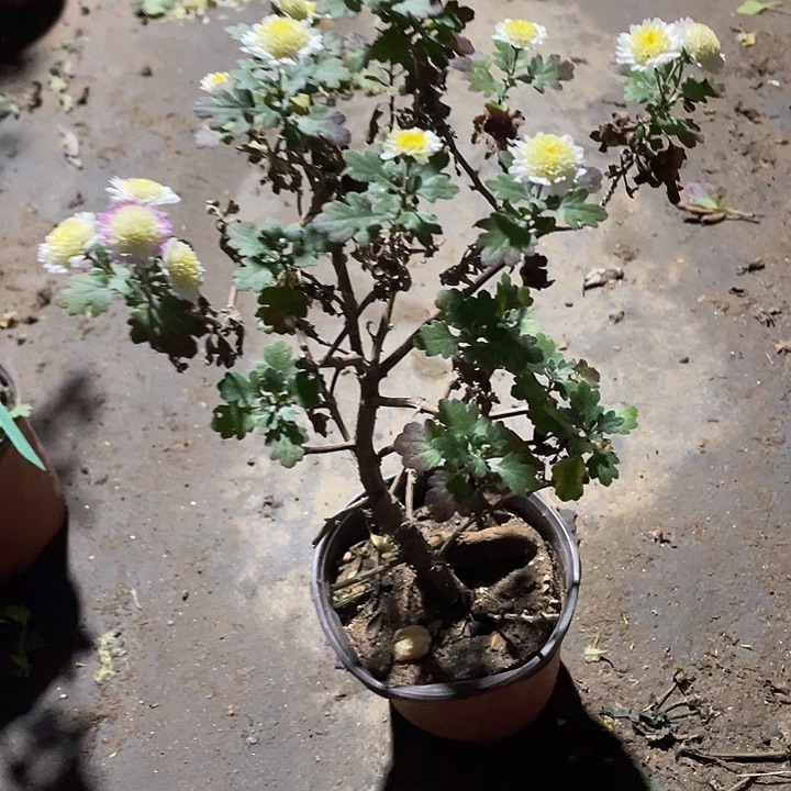 德***店25菊花菊花菊花菊花家