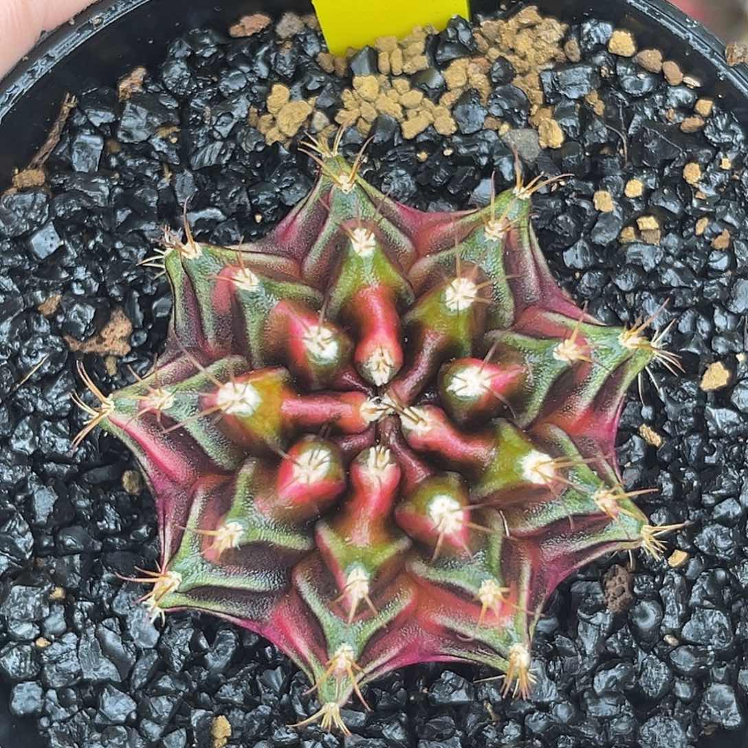 泰系实生精品米哈锦A15