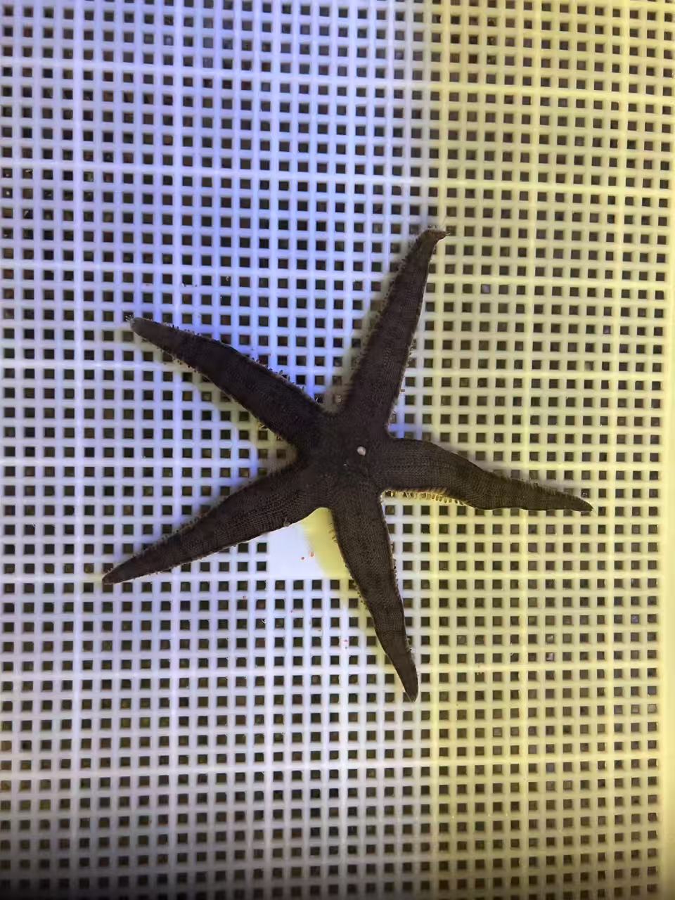 翻砂海星 灰海星 翻砂生物