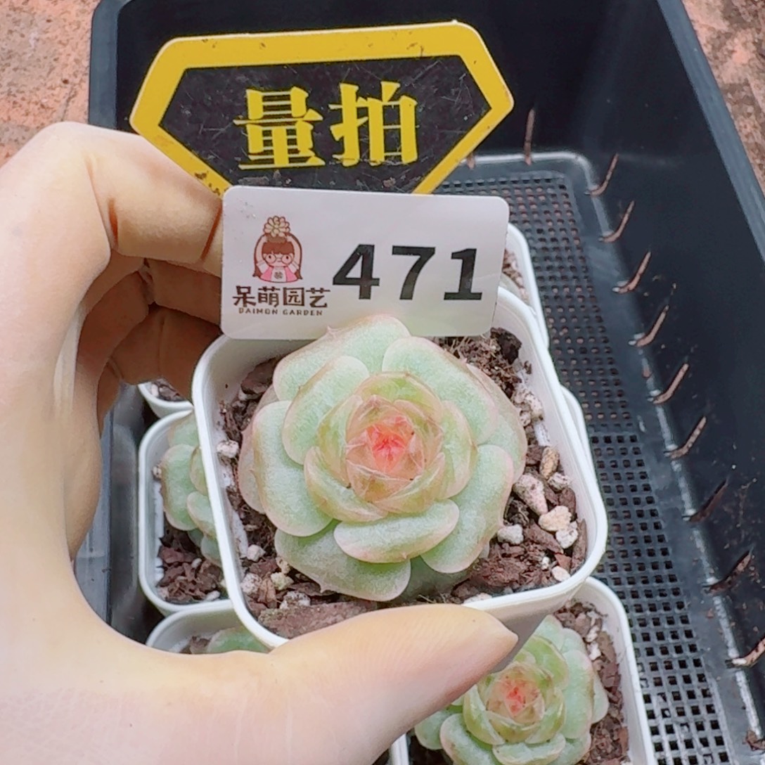 多肉植物多肉植物