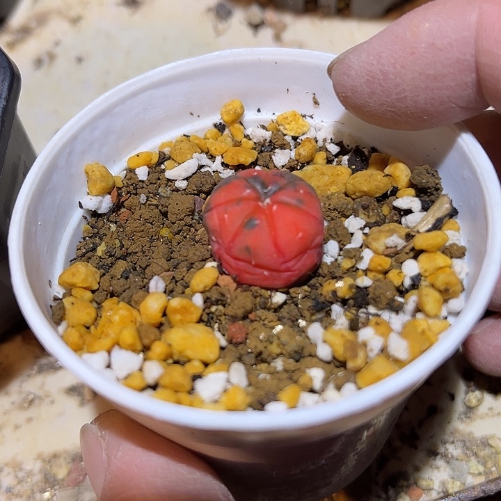 满38包邮2天凑单，脱土晾根发货多肉植物实生兜锦