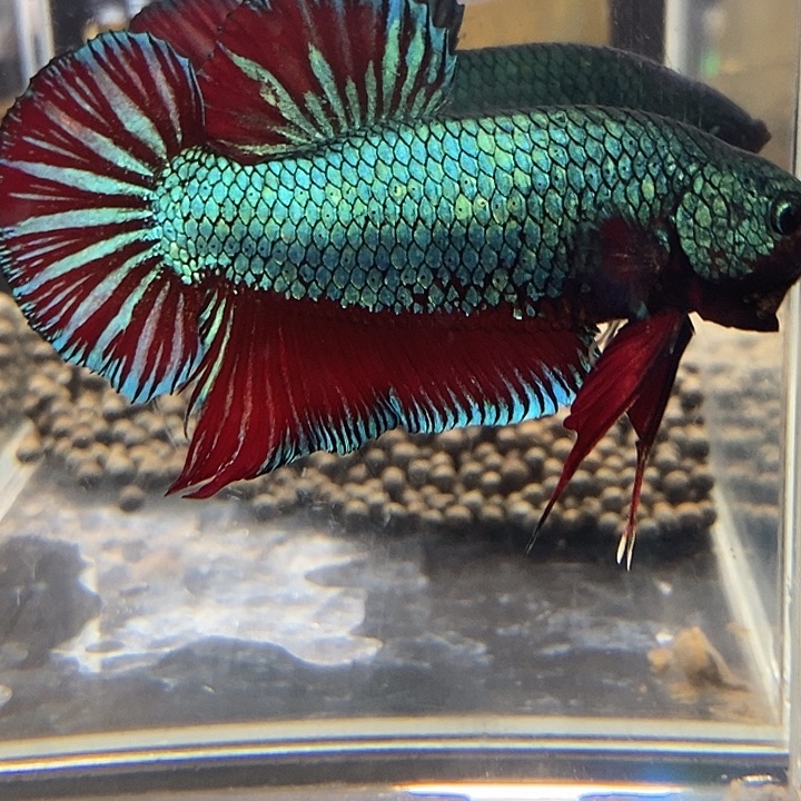 斗鱼黑112个巨丢将 