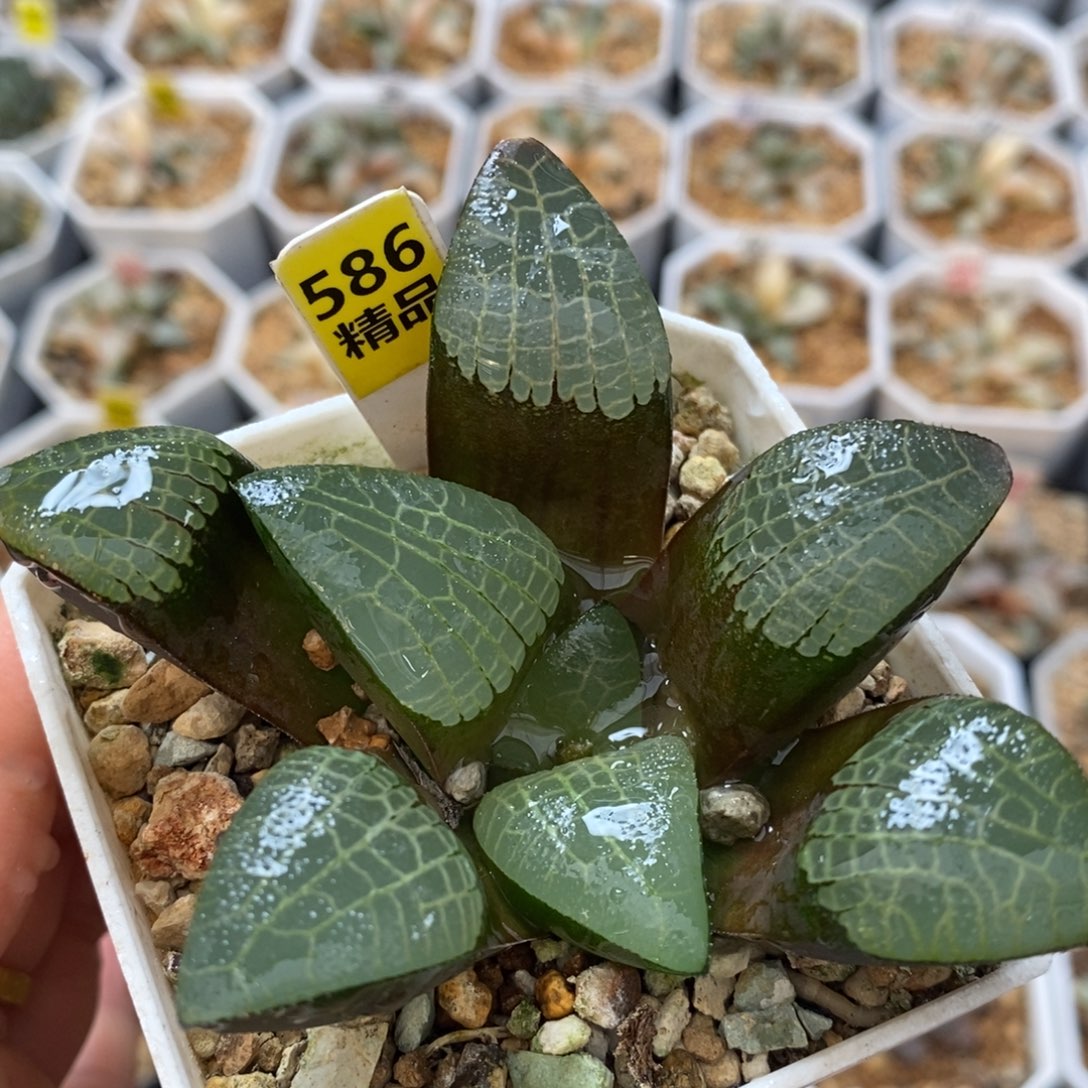 不开花植物586黑白