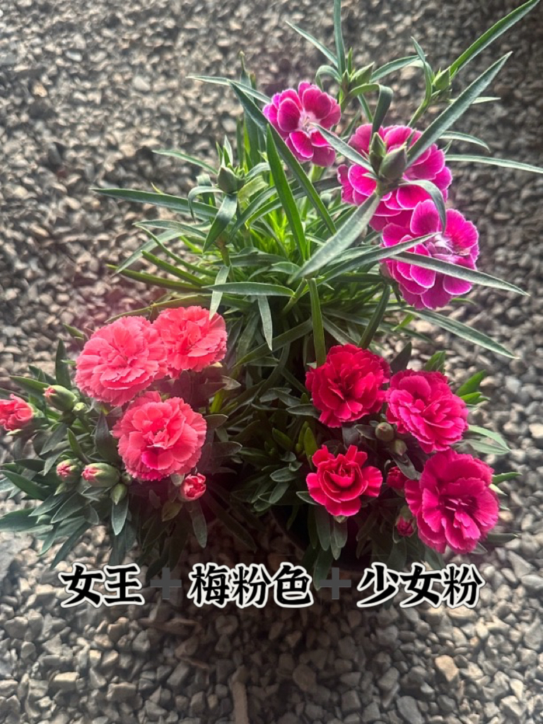 女王➕玫粉色➕少女粉康乃馨奥斯卡款式颜色多多原土原盆发货