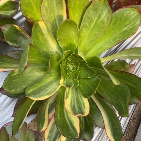 60魅影七彩满25包邮多肉