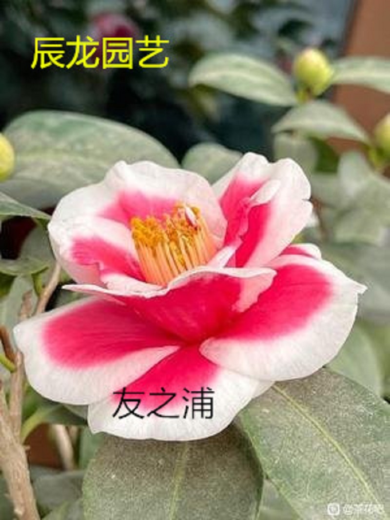 福建龙岩名贵品种日系友之浦山茶花