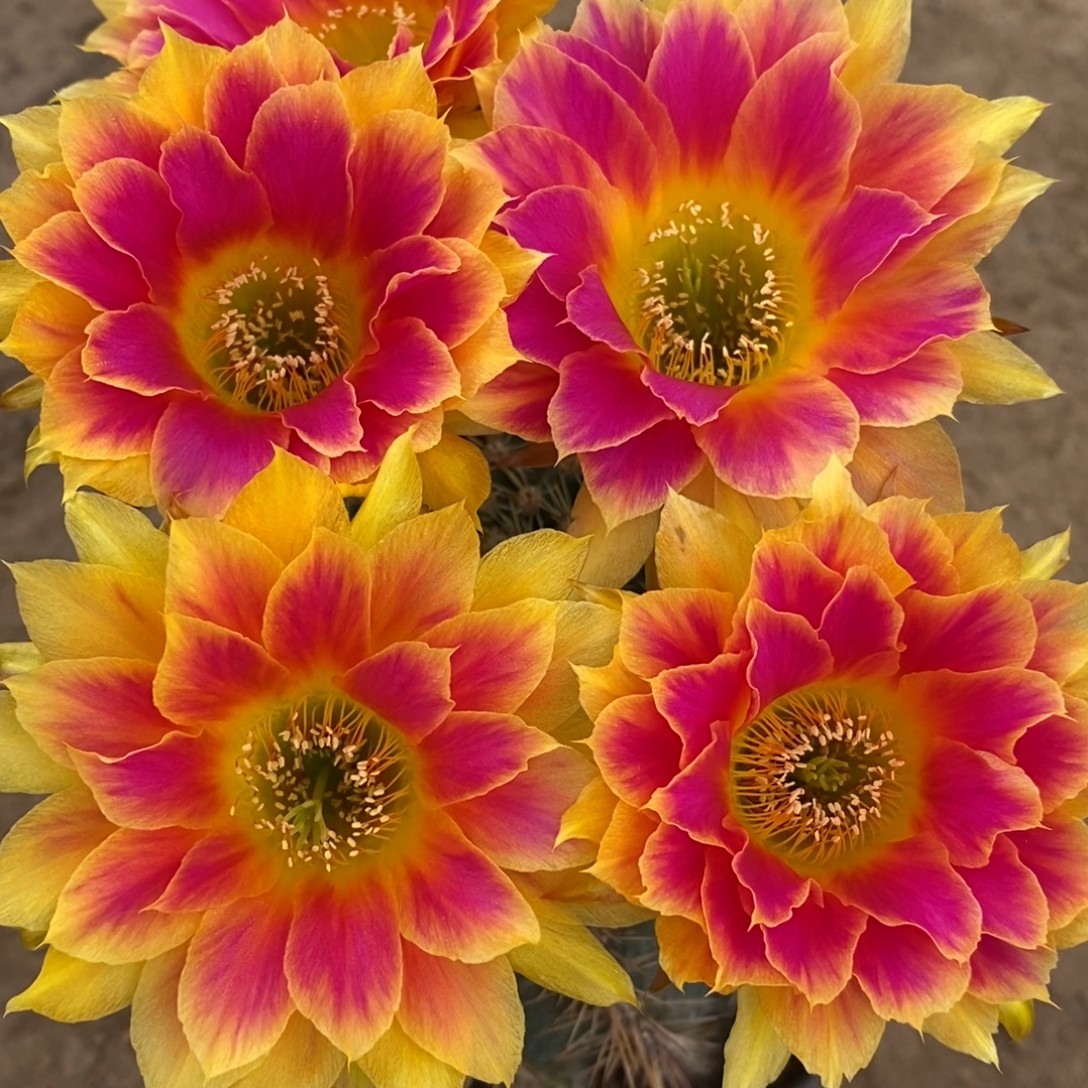 【20包邮】丽花阳光明媚 无根侧芽4公分左右，发根慢 介意勿拍！