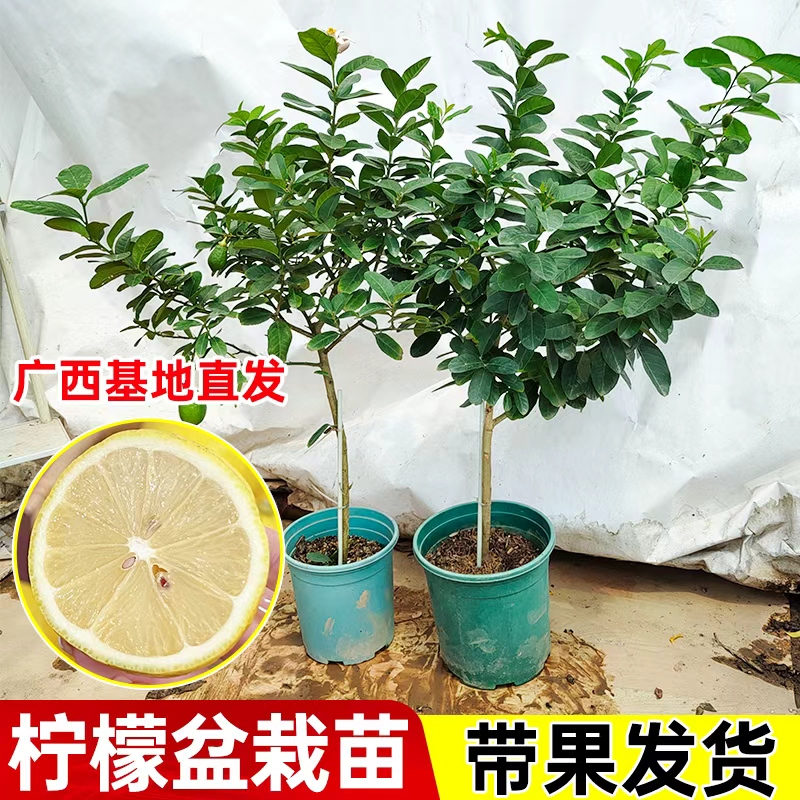 【直播专享】广东香水柠檬苗广东檬棒棒糖形大苗嫁接青柠果苗树带果