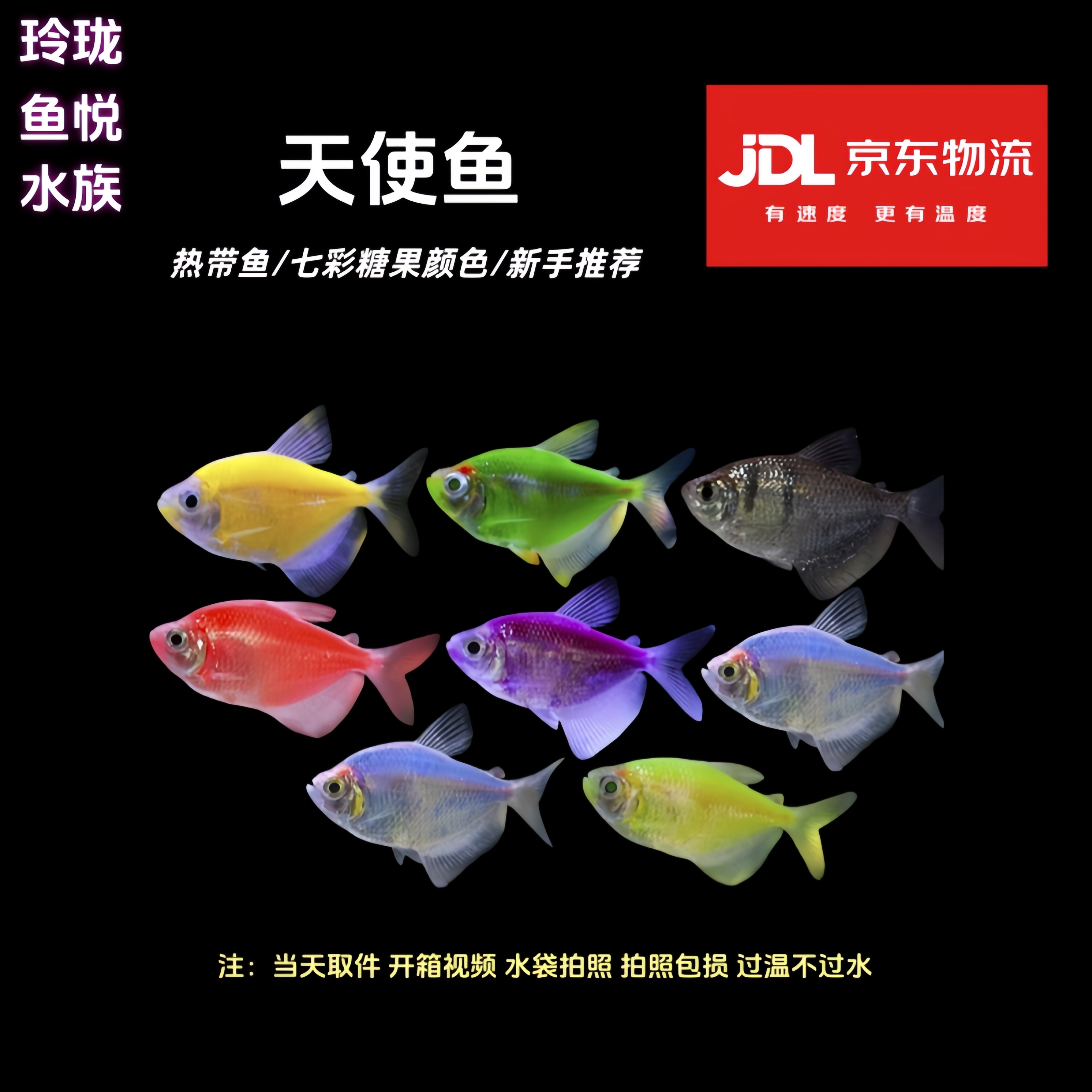 【3-4cm】糖果天使小型观赏鱼不褪色七彩耐活热带新手养易活群游好