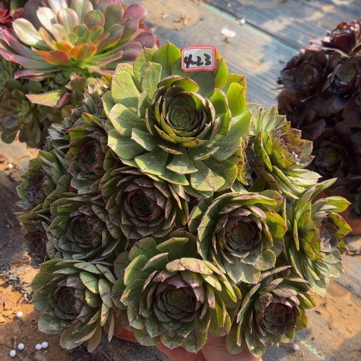 万拉丝多肉植物4.23