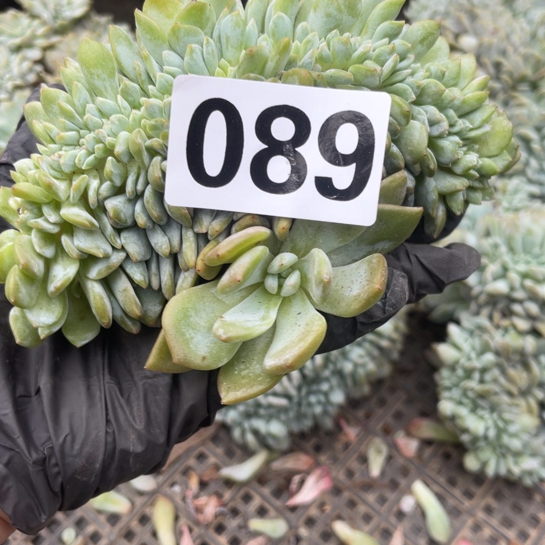 089微瑕30元115255555555