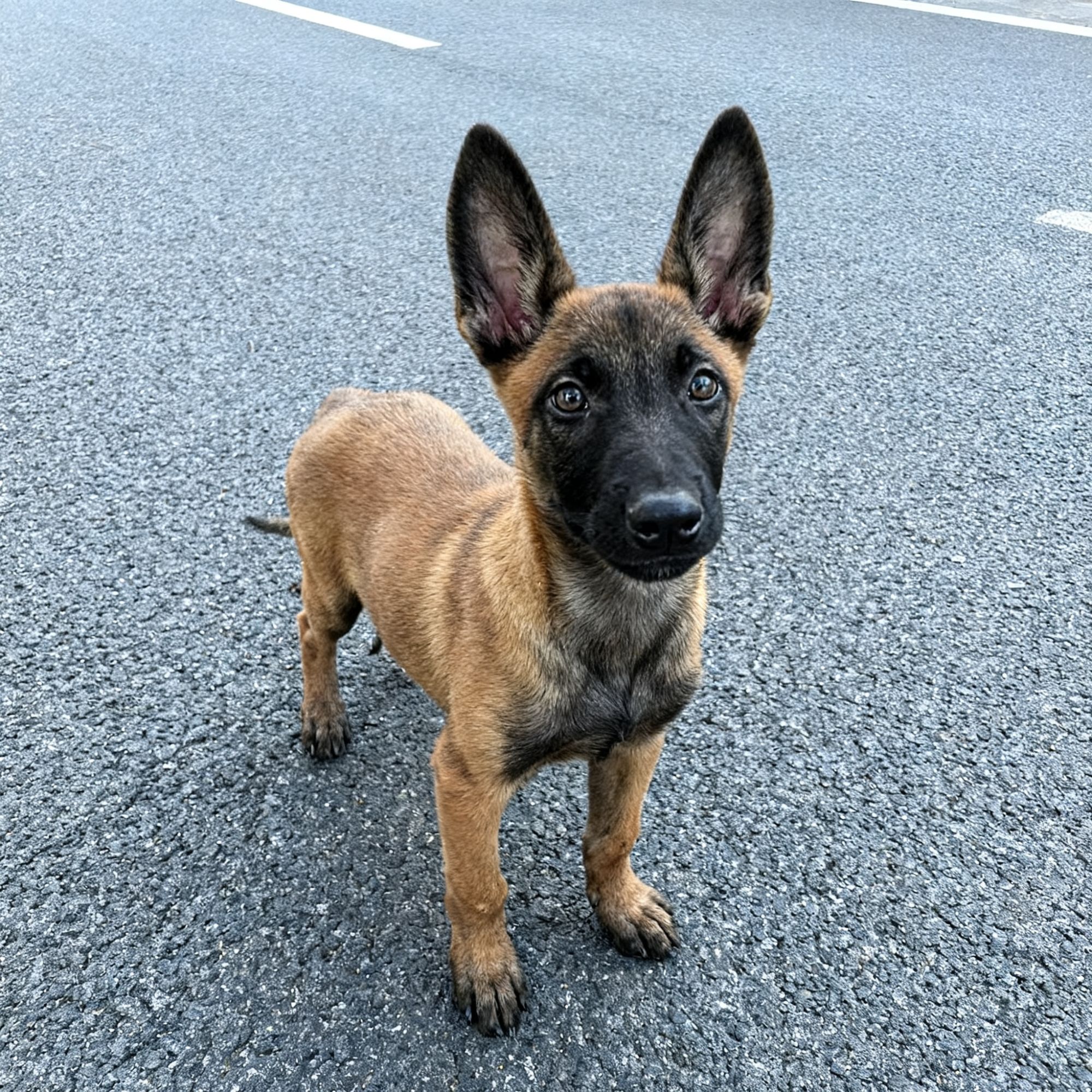 马犬幼犬猛犬护卫犬活体宠物狗狗狗黄马高智商真狗警犬幼崽家养