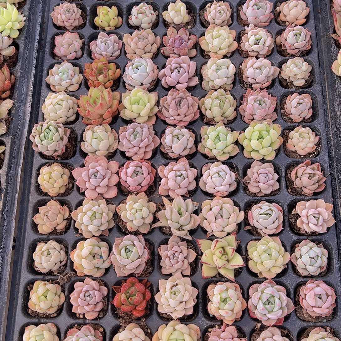 直播福利一物一拍14