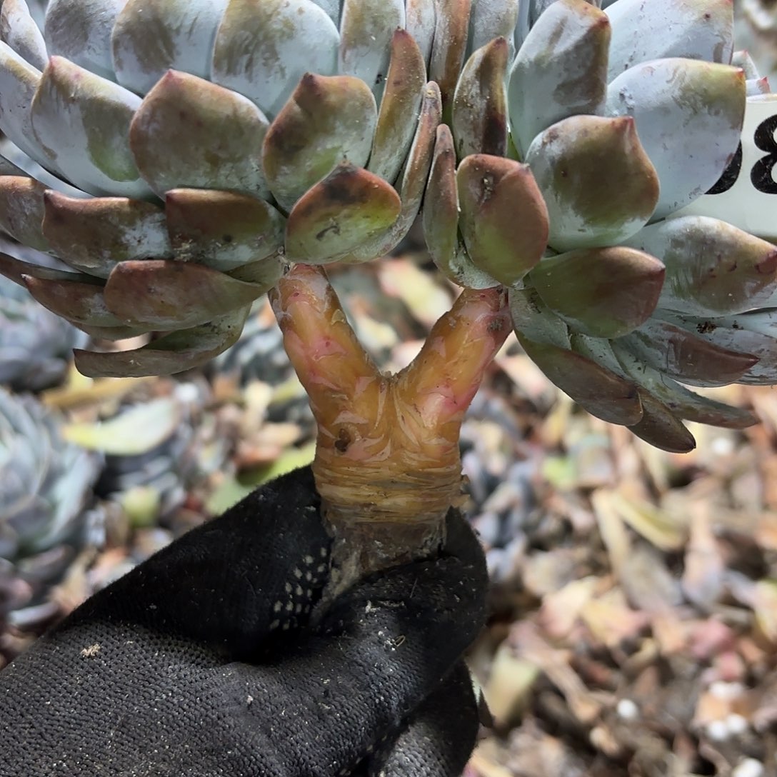 梦露双头88号包邮