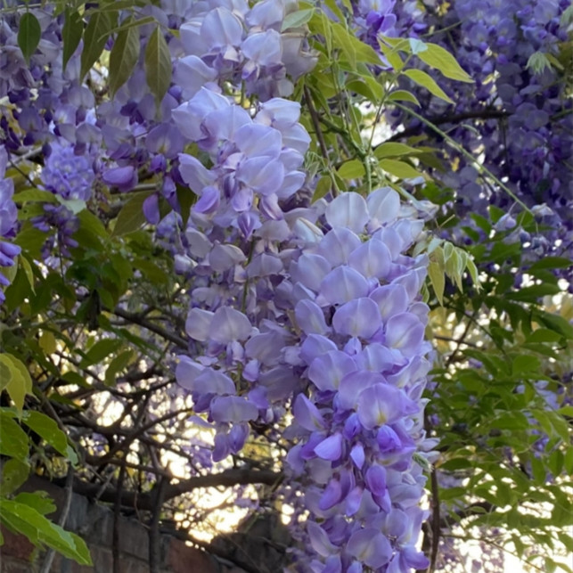 【顺丰送货上门加高1.3-1.6】紫藤花棒棒糖蓝花藤开花绿植