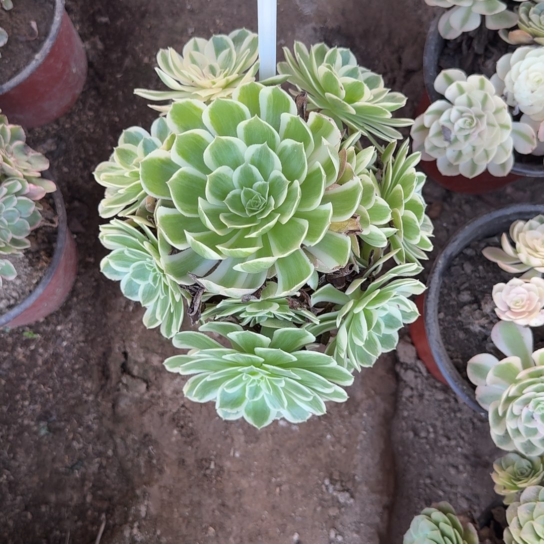 4-218孔雀凌多肉法师