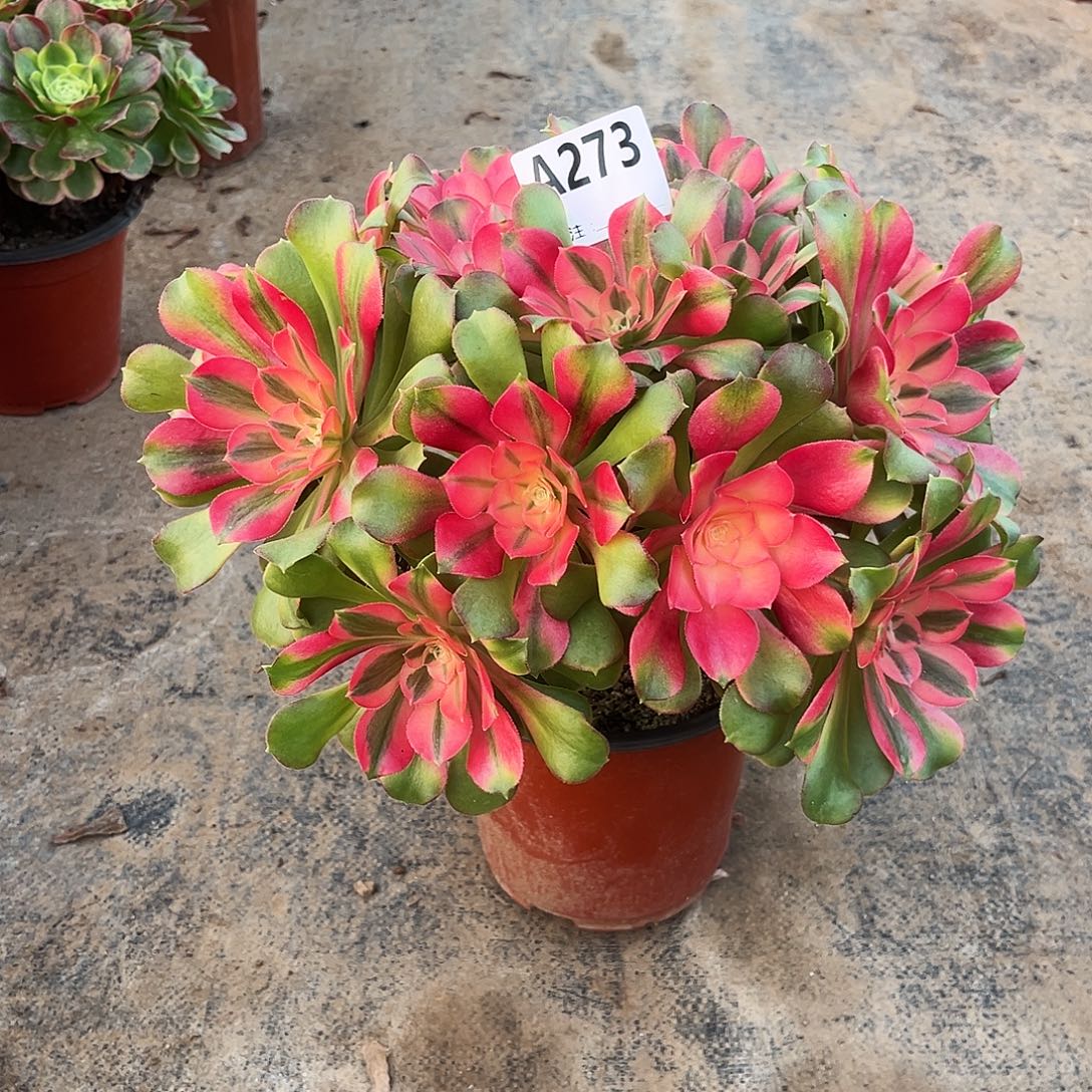 从林香妃273多肉多肉