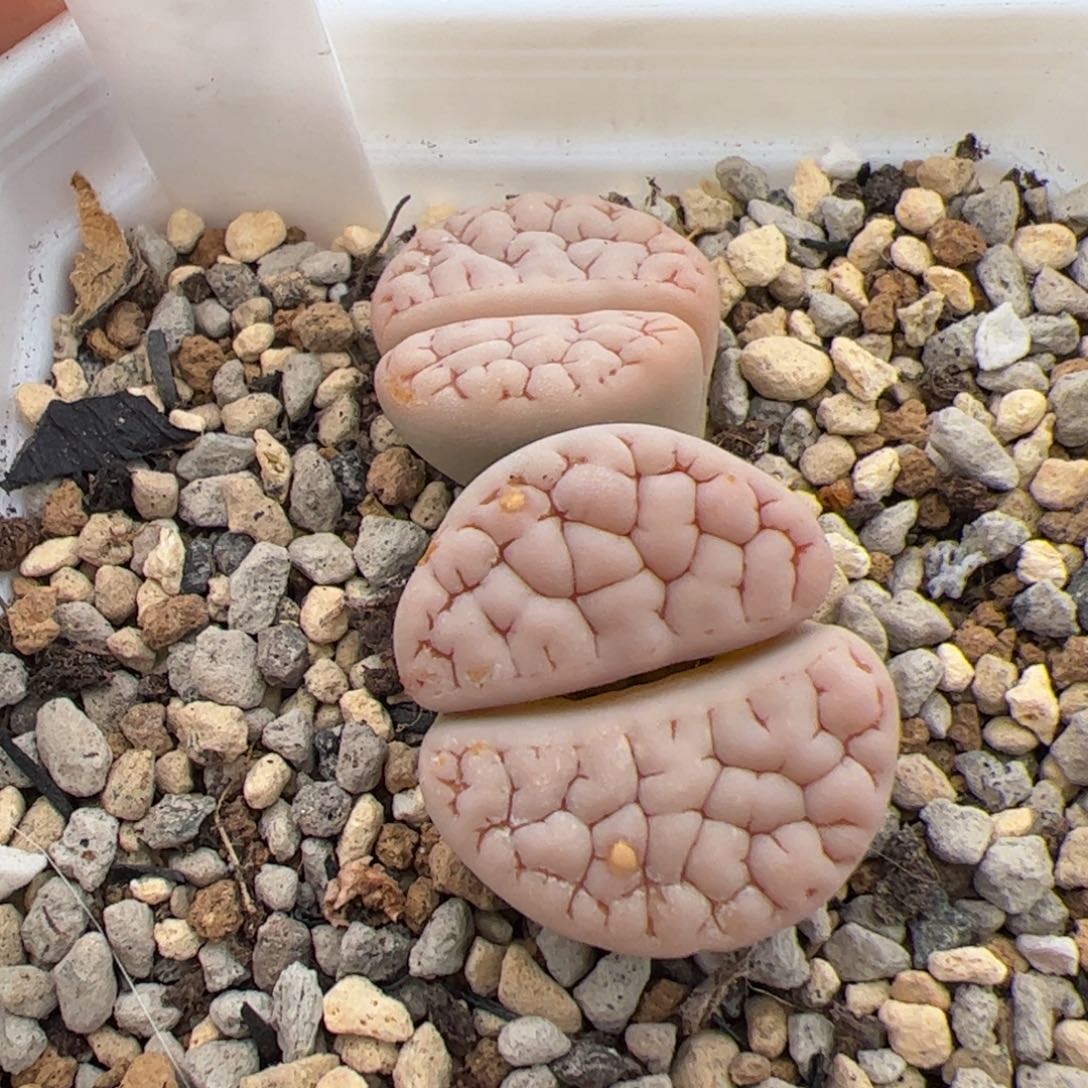 0356号189 多肉植物