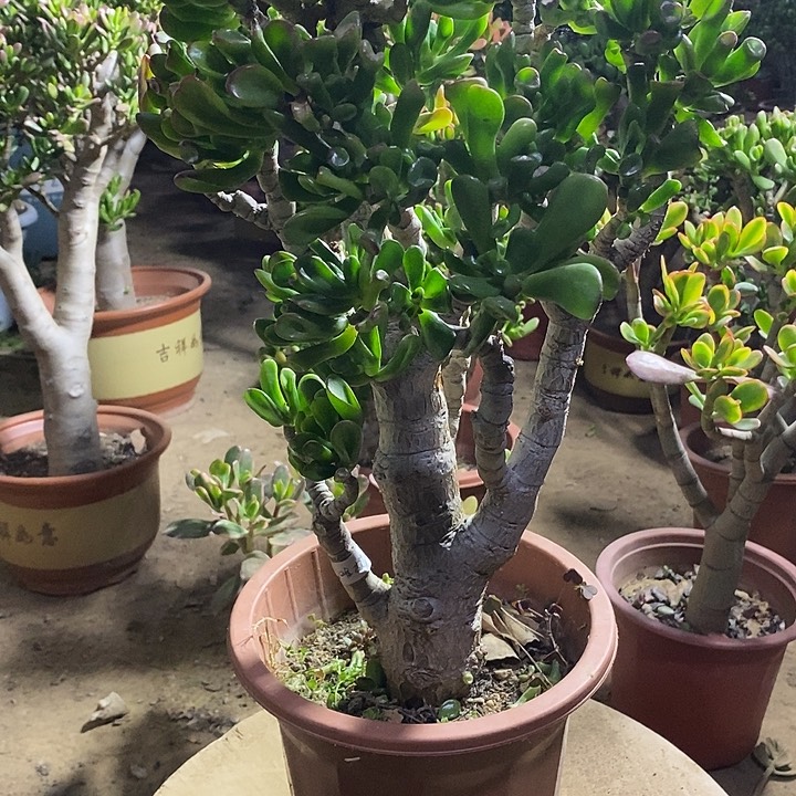 ໒****95马蹄吸财树一物一拍