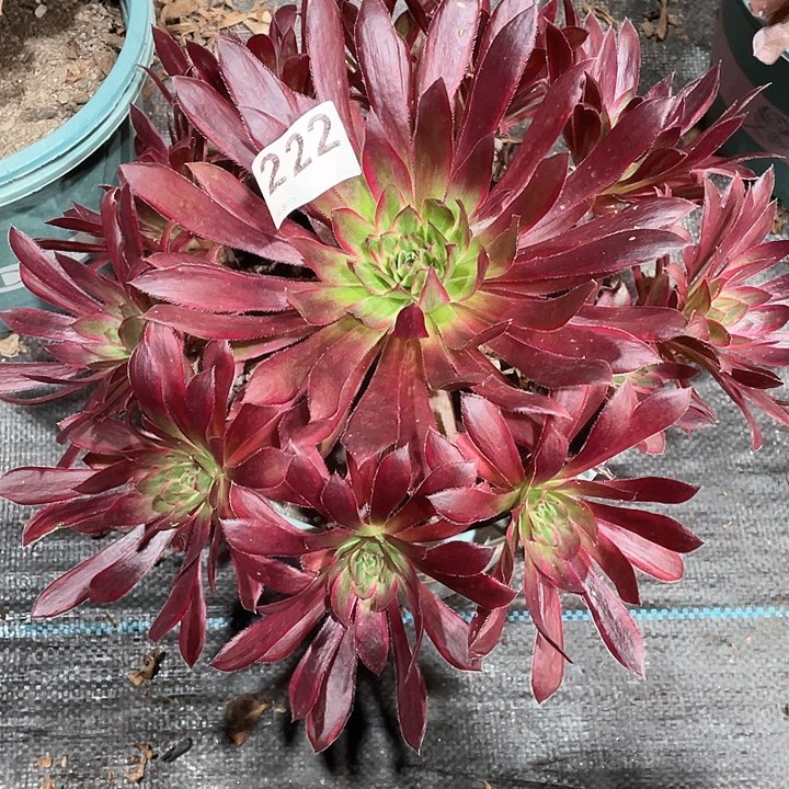 孔雀锦222   冠幅28