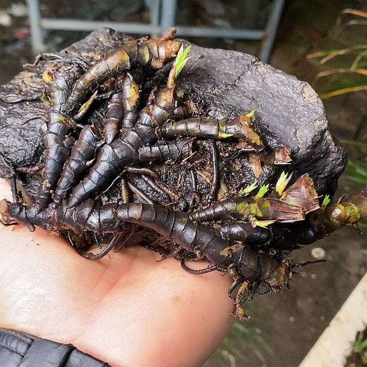 陈***）无花朵石菖蒲这两人