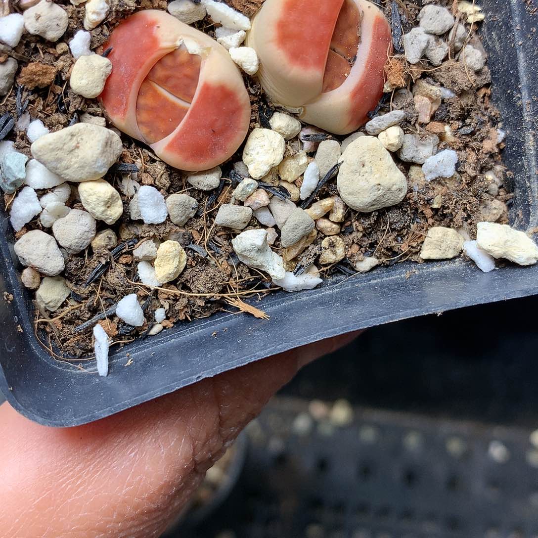 G235多肉植物保护研究所