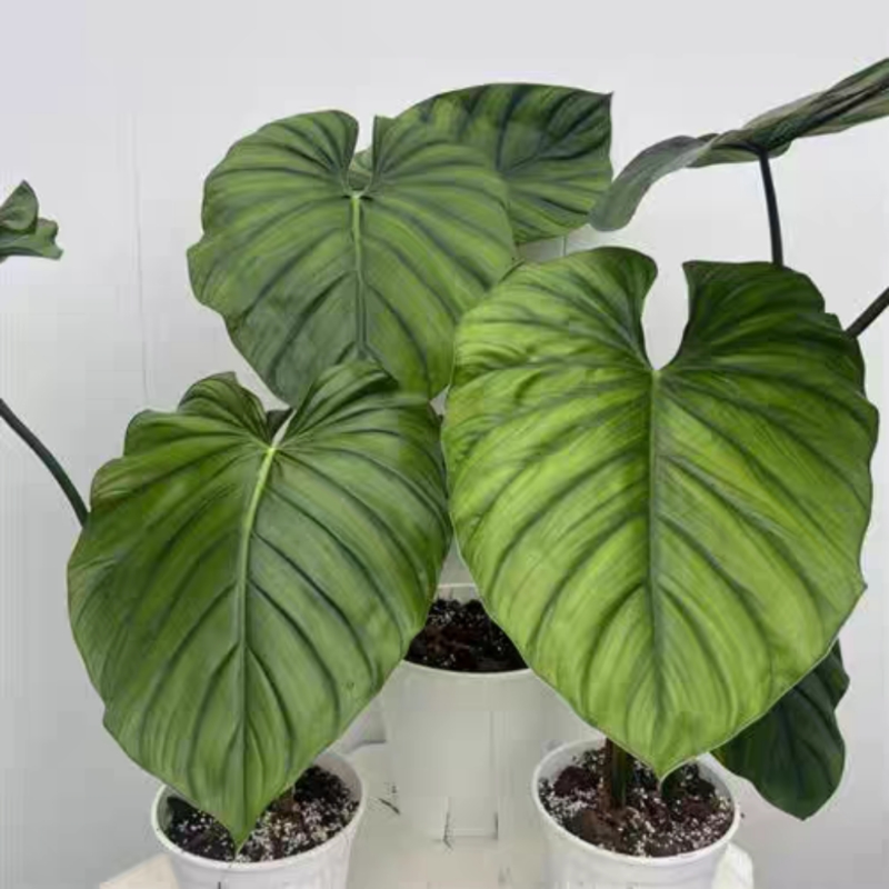 哥伦比亚蔓绿绒室内观叶植物绿植盆栽好养