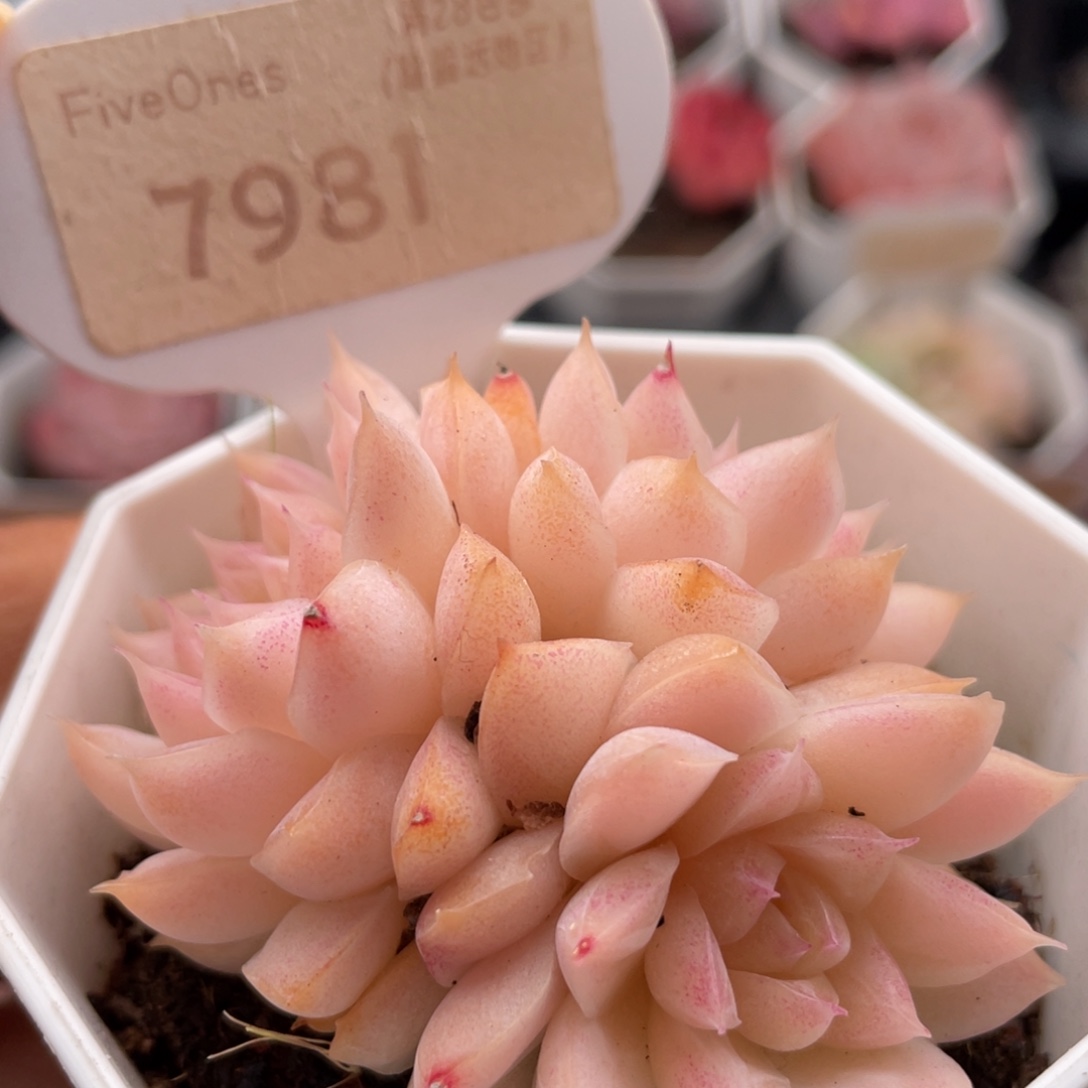 桃熏女王7981-6.0厘米