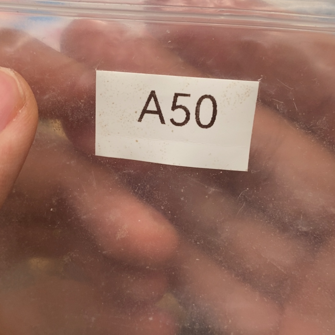 C***C蜜蜡未镶嵌裸石嗯