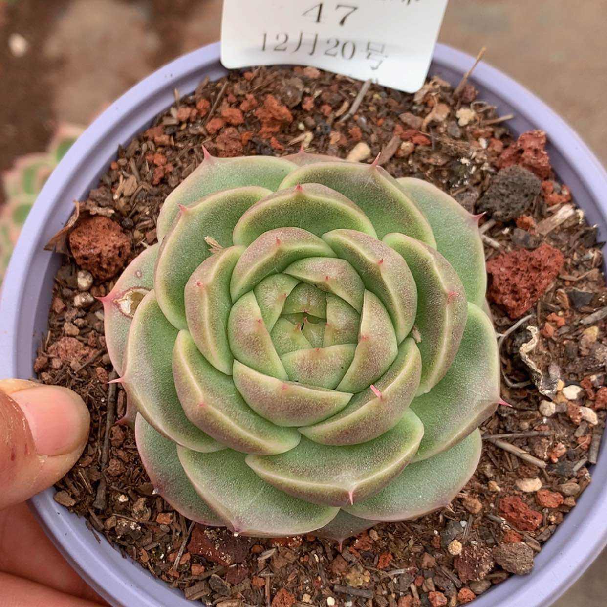 【闪购商品】云47号麦秆珍妮6厘米