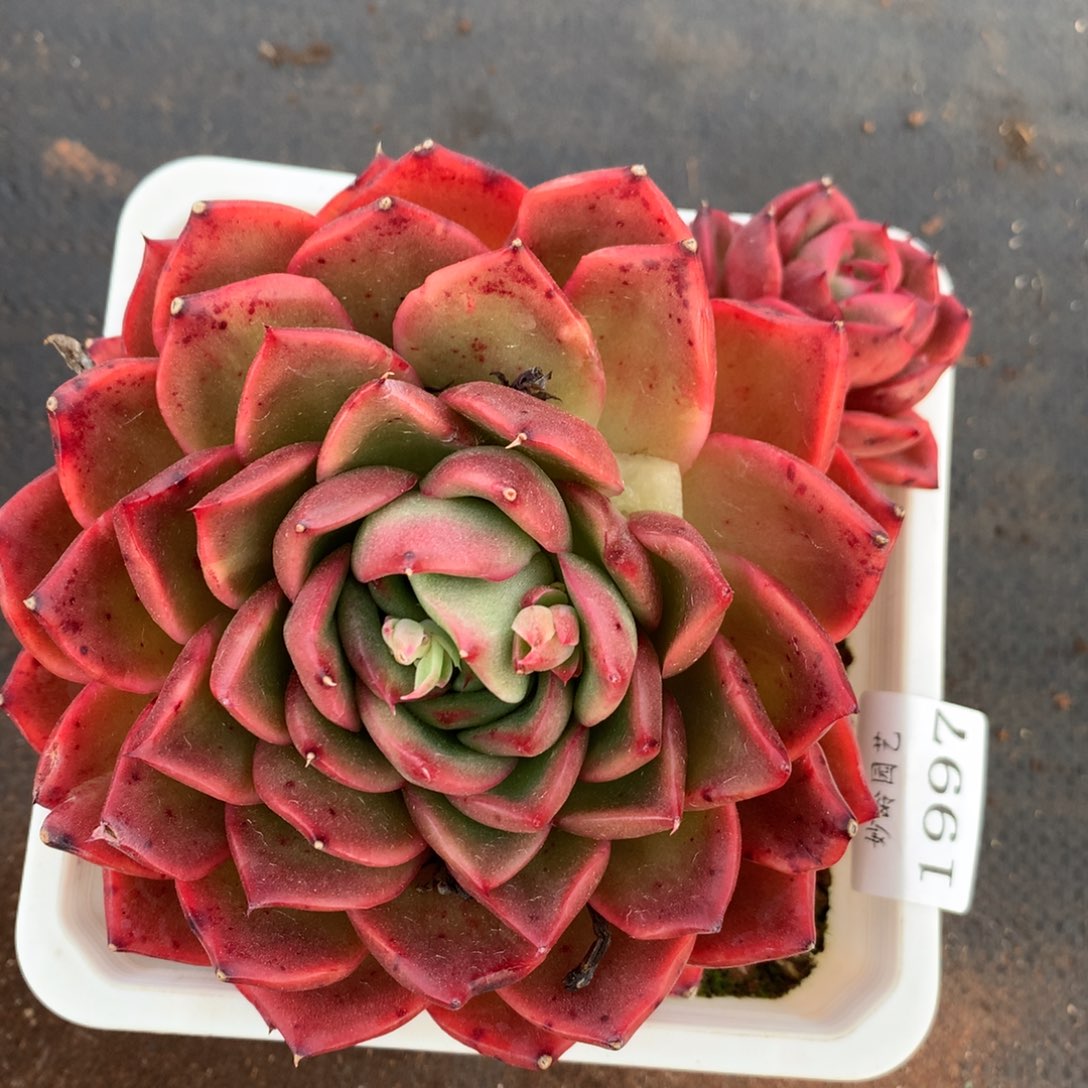 1997杂交精品基地14厘米