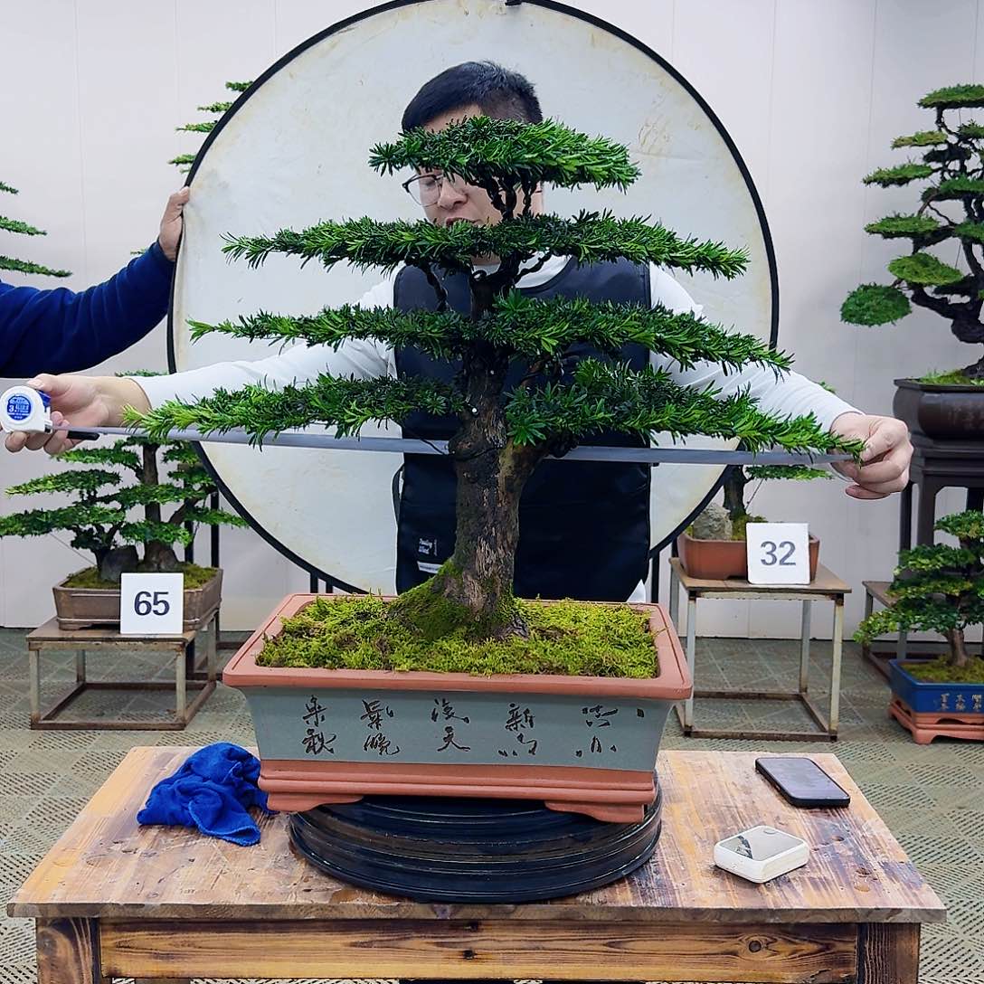 盆景米叶罗汉松造型盆景