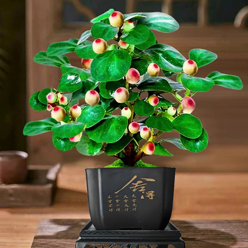 【20果 今日特价 带盆带土】菩提盆栽带果菩提树盆景禅意桌面植物