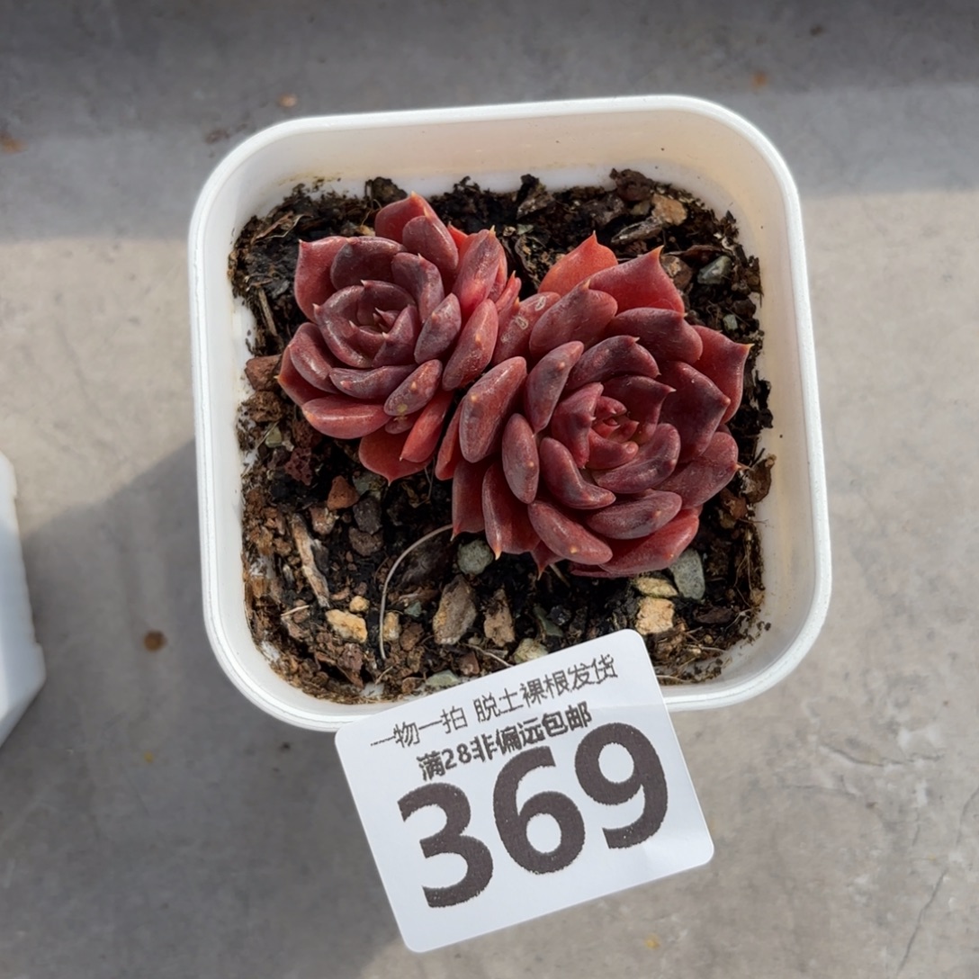 黑饺子无盆土发货