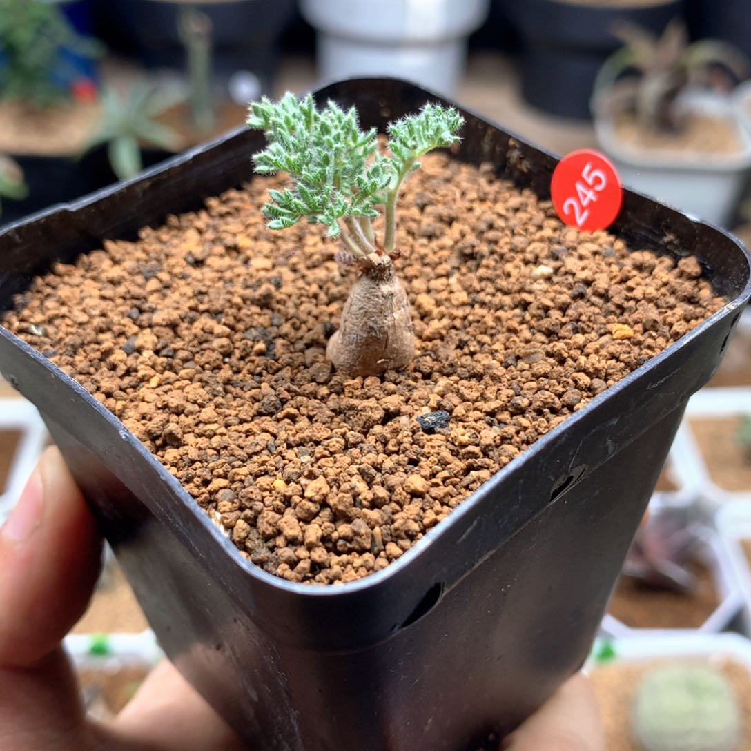 枯木洋葵带盆多肉