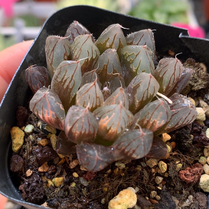 胭脂玉露锦带盆土发货