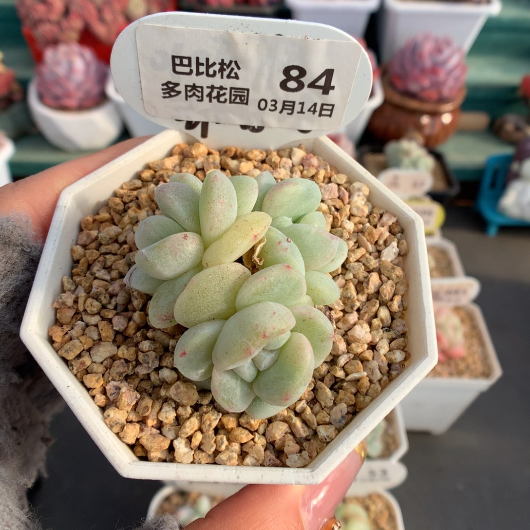 84三头冰玉石化多肉植物