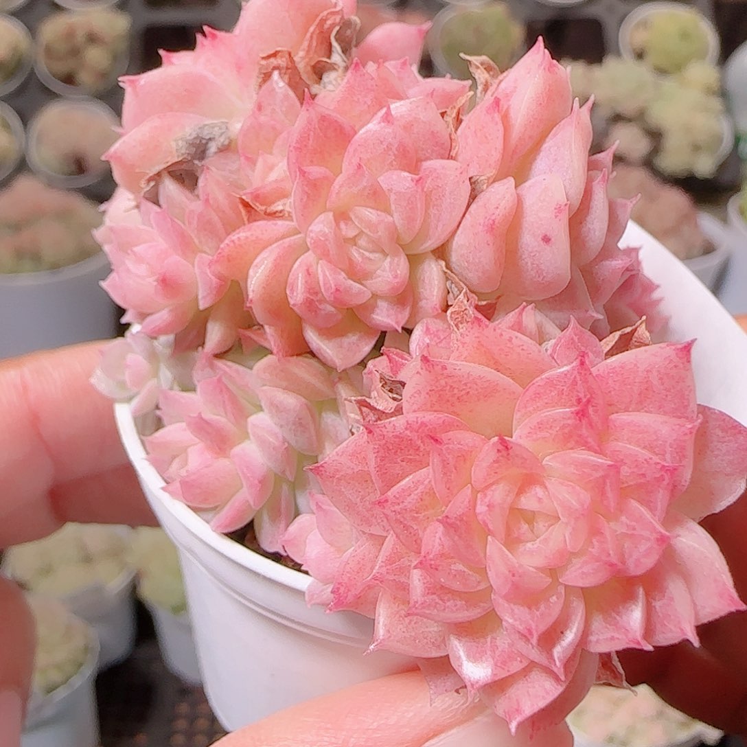 花语逸镜1127-171散