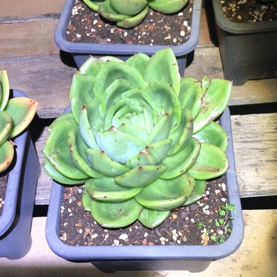 翠花石化多肉植物