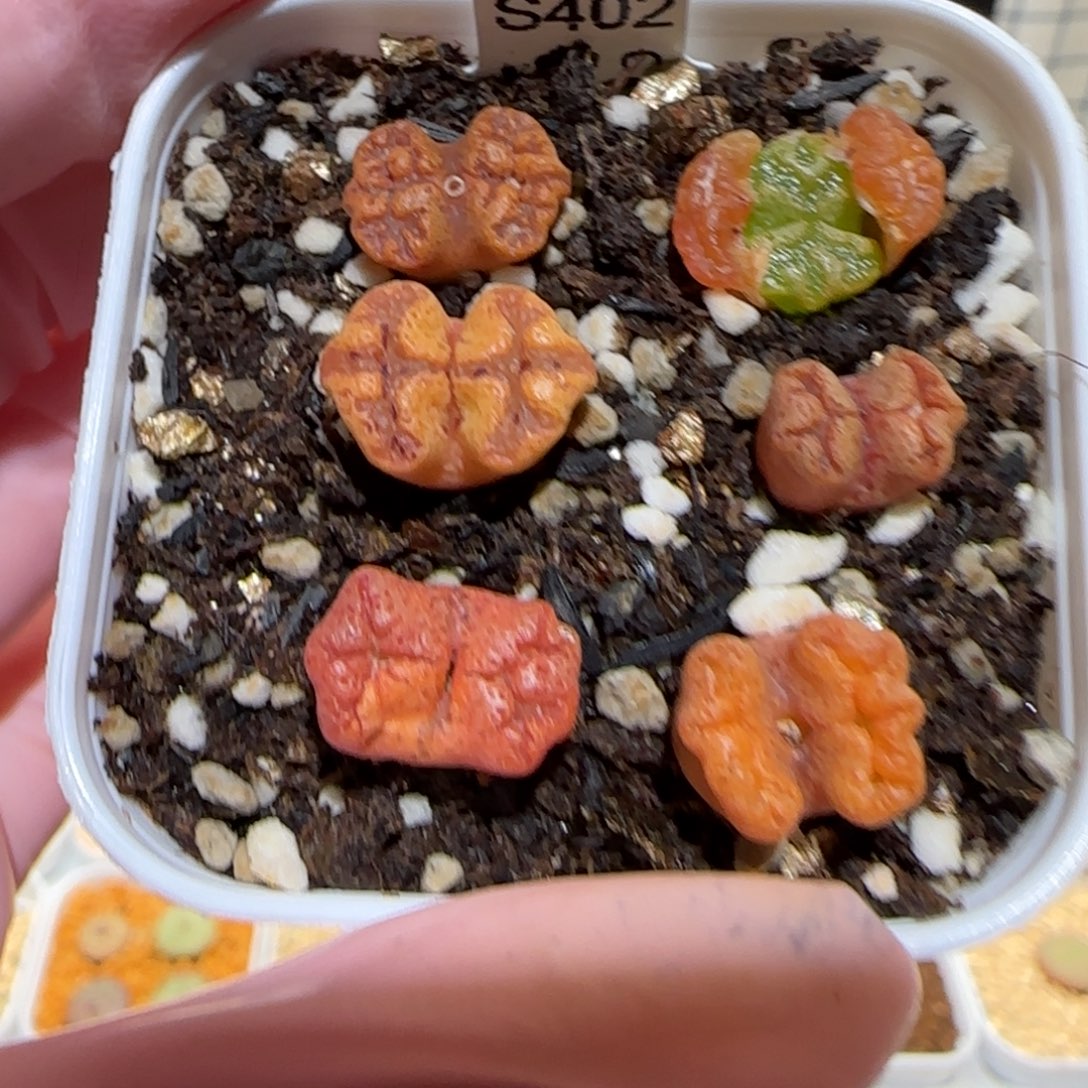 肉锥多肉植物百科-蝴蝶一盆316