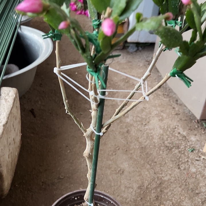 无花朵叶仙嫁接三层海浪舞者