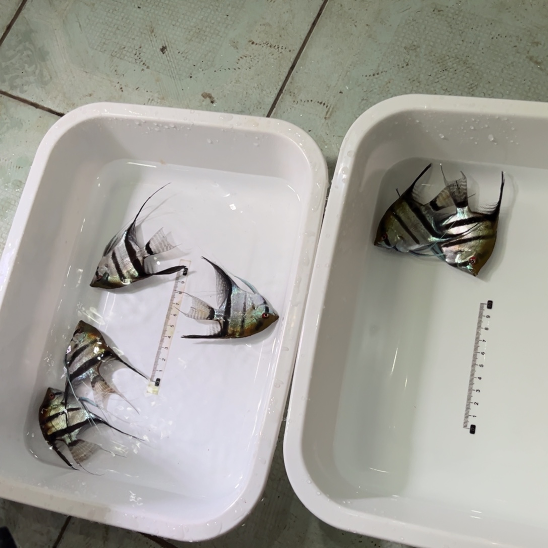 T***。神仙鱼七到八一莎贝尔